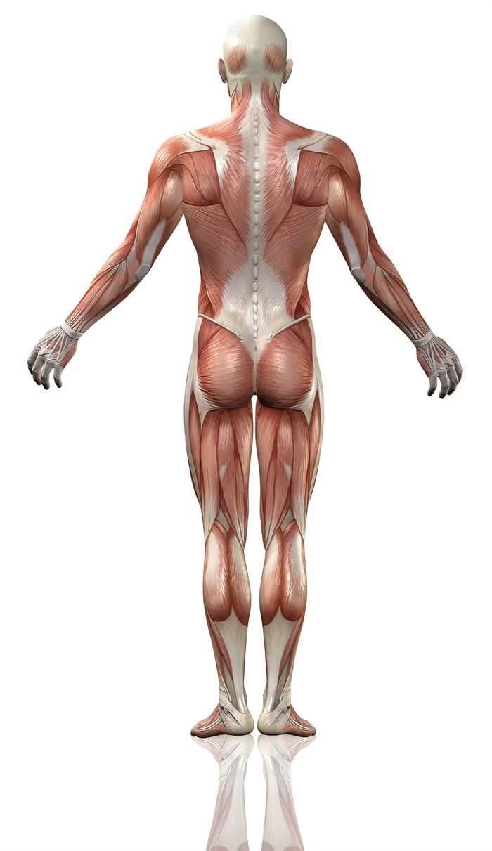 Back-facing muscle anatomy diagram