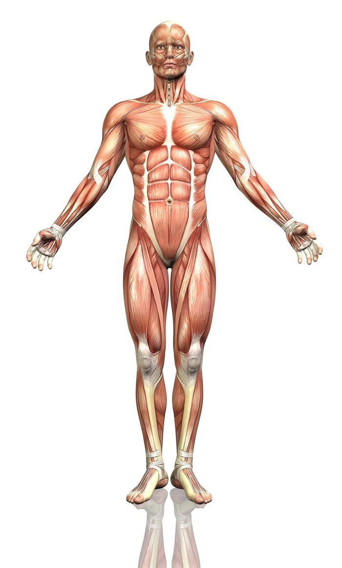 Front-facing muscle anatomy diagram