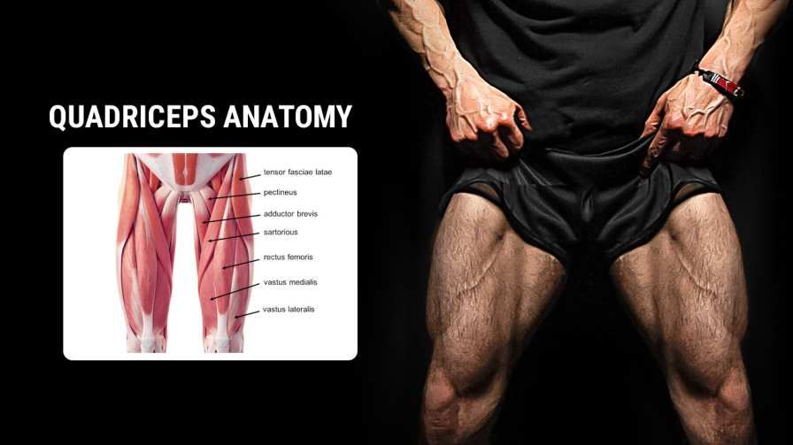 Best Exercises for Quadriceps Hypertrophy quadfit